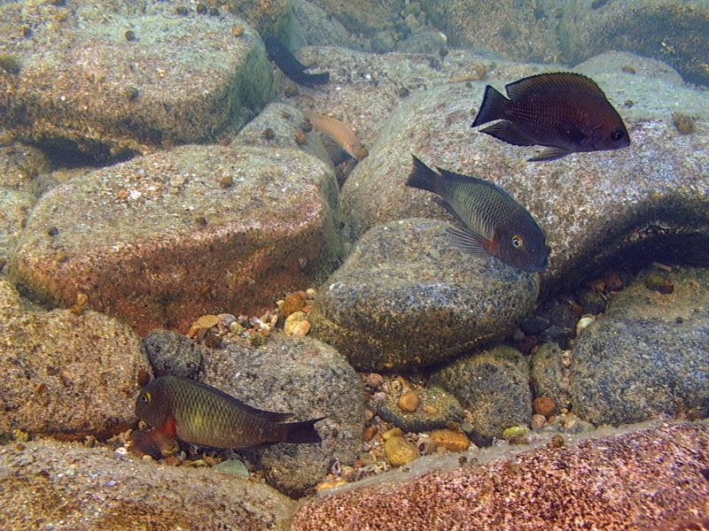 Tropheus moorii 'Cape Chaitika'